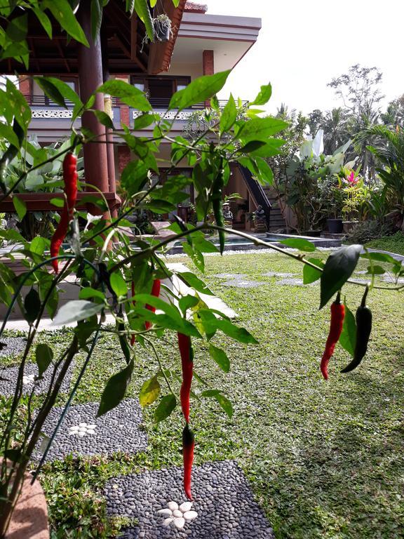 Umah Dangin Guest House อูบุด ภายนอก รูปภาพ